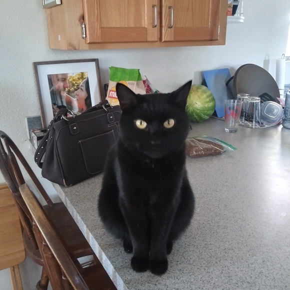 Meet your Posher, Rose - Picture 6 of 11